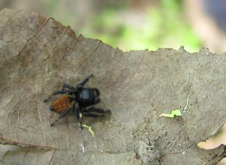 Maschio di Carrhotus xanthogramma - Roasio (VC)